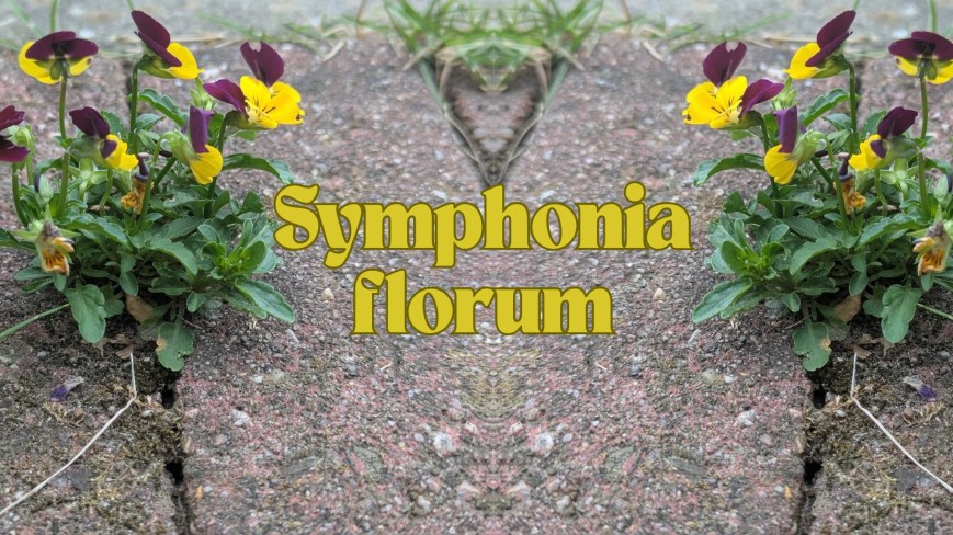 Symphonia florum